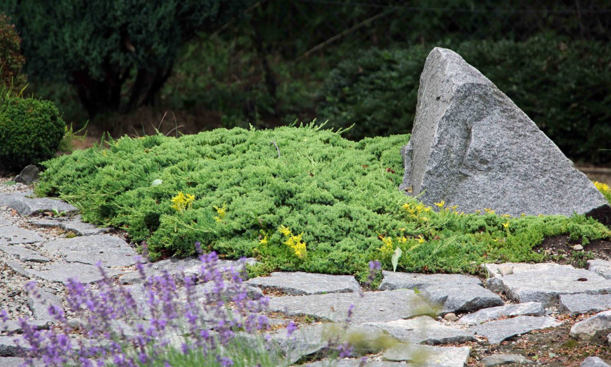 Luskasti modrozeleni brin - Blue star (Juniperus squamanta) - pritlikavi kultivar