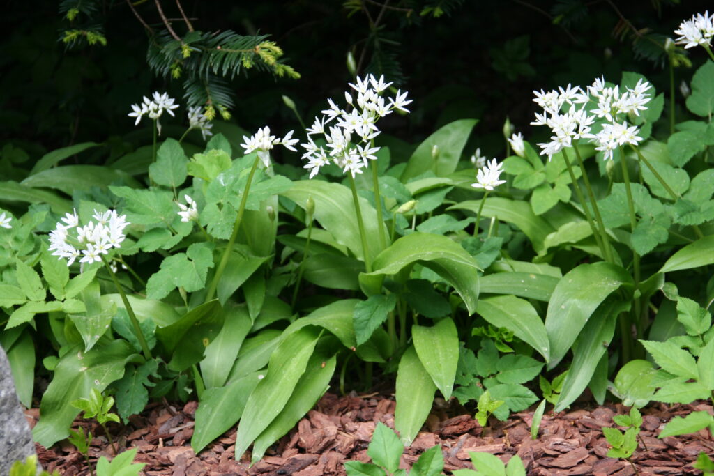 Bujno rastišče čemaža (Allium ursinum)