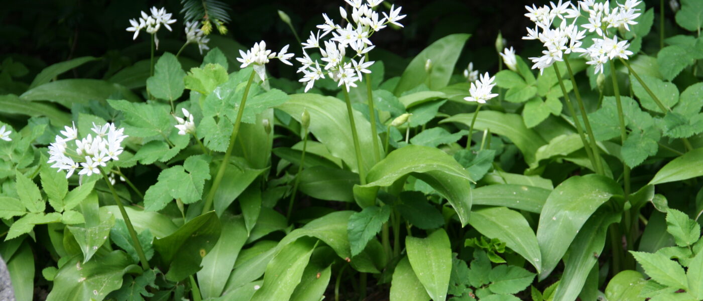 Bujno rastišče čemaža (Allium ursinum)