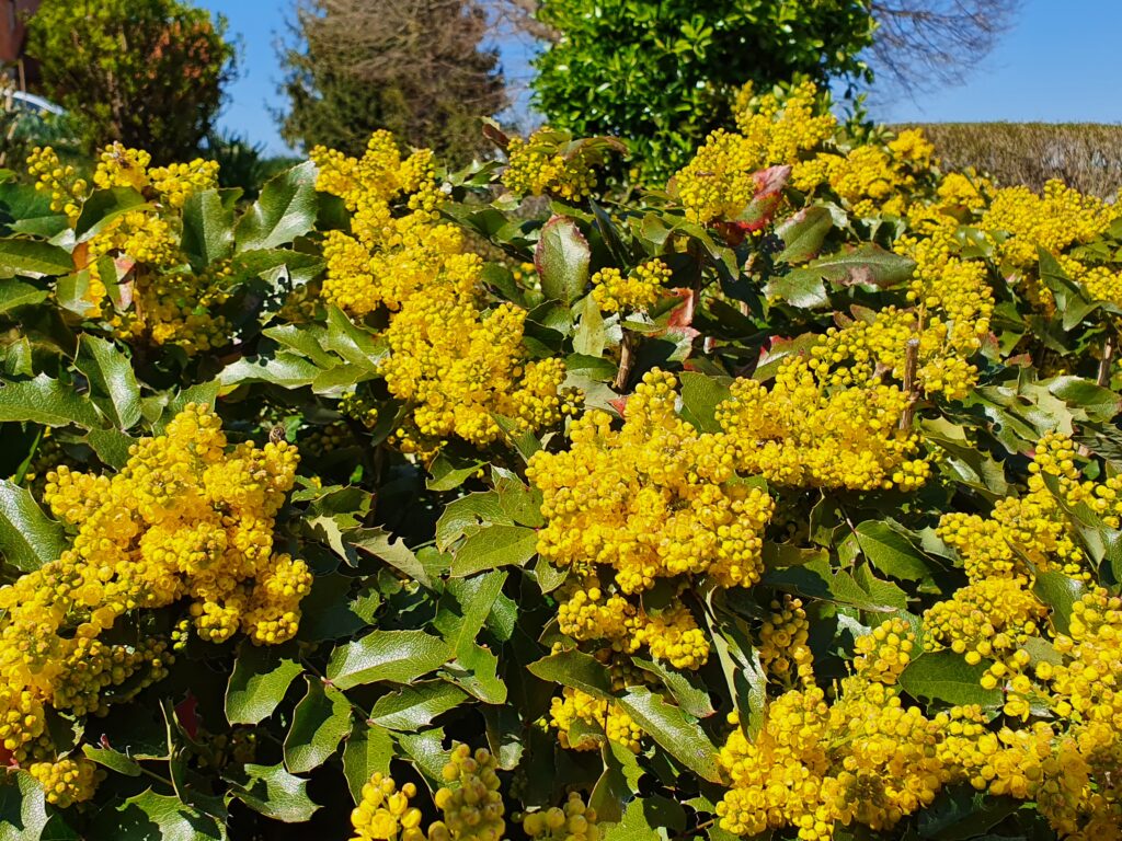 Navadna mahonija(Mahonia aquifolium)