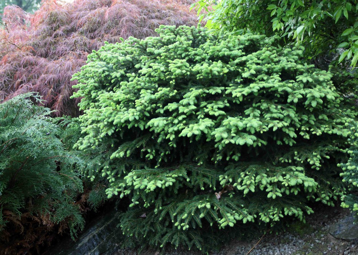 Navadna smreka (Picea Abies L.), gnezdast kultivar