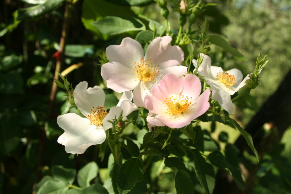 Navadni šipek (Rosa canina) v času cvetenja