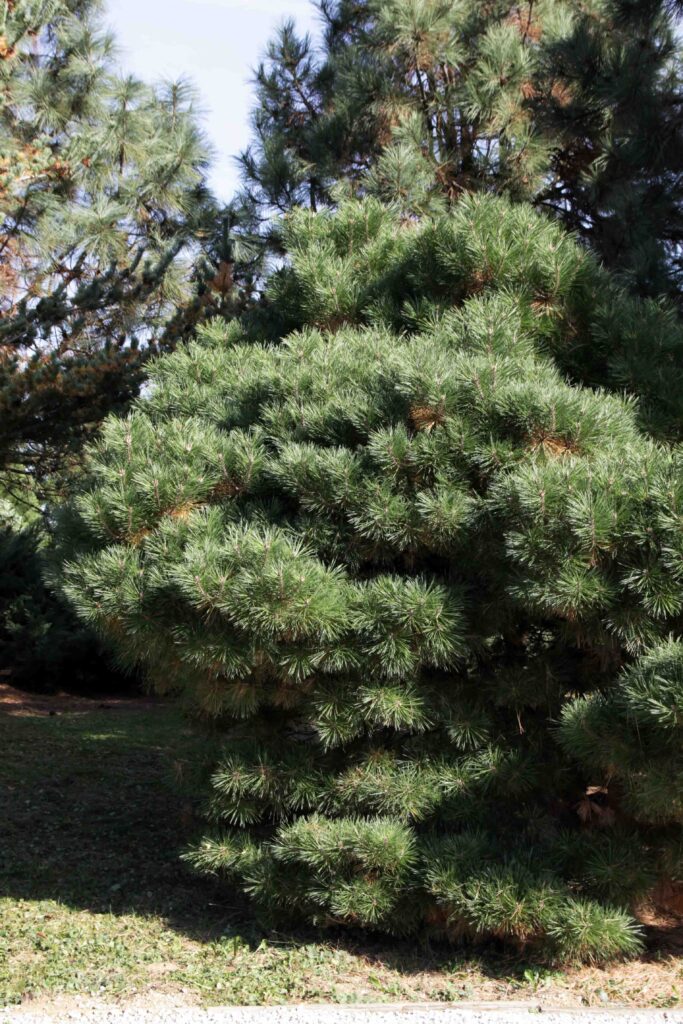 Obmorski bor, Pinus nigra, Pierric Bregeon, okrogli kultivar