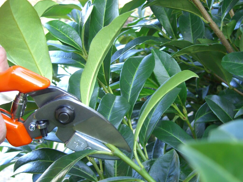 Obrezovanje lovorikovca