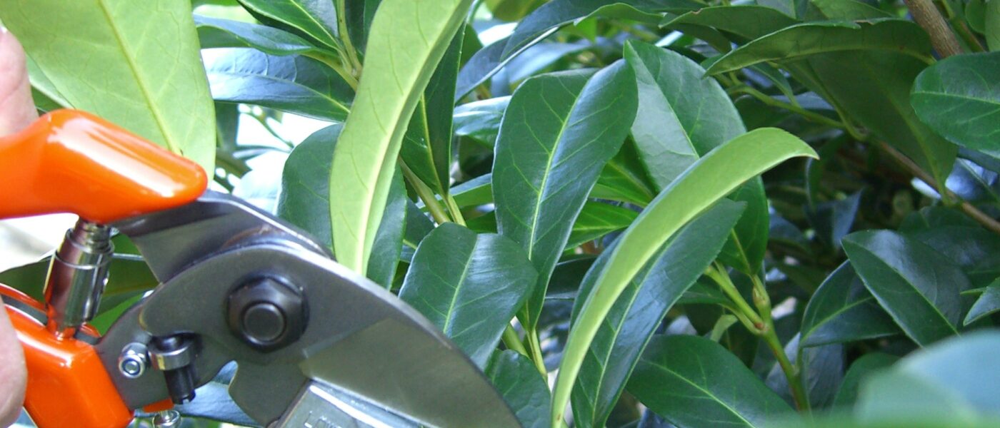 Obrezovanje lovorikovca