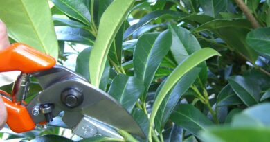 Obrezovanje lovorikovca