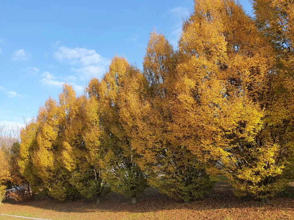 Okrasni brest (Ulmus 'Columella')