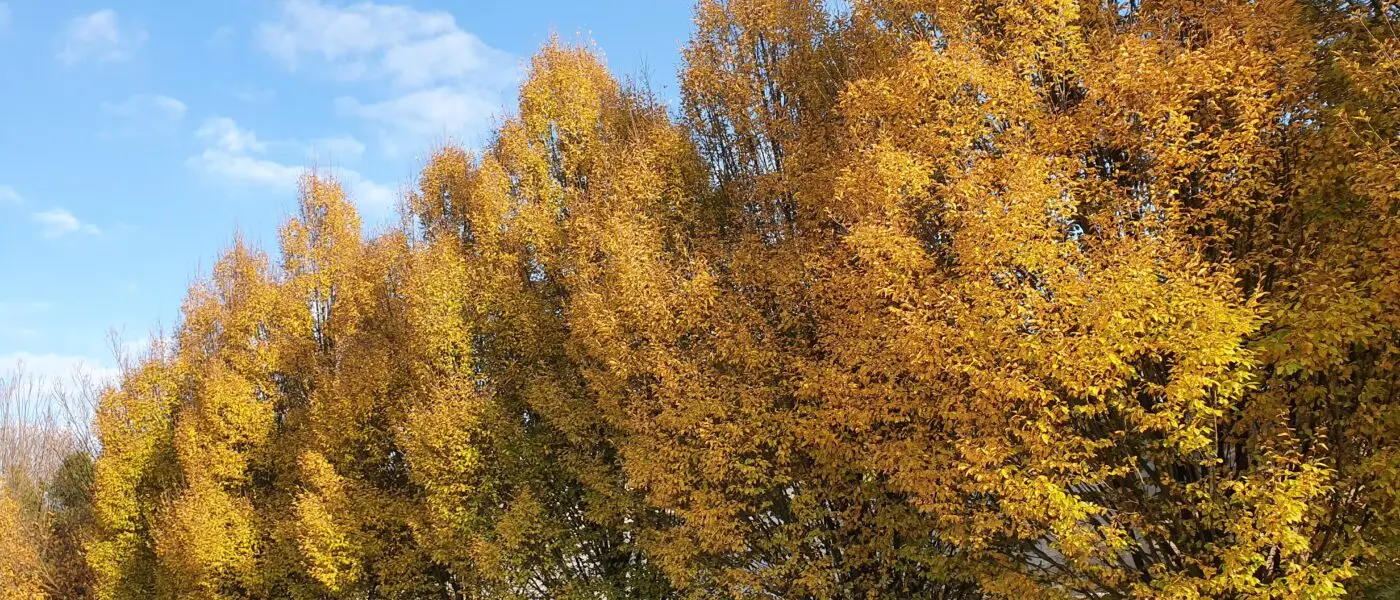 Okrasni brest (Ulmus 'Columella')