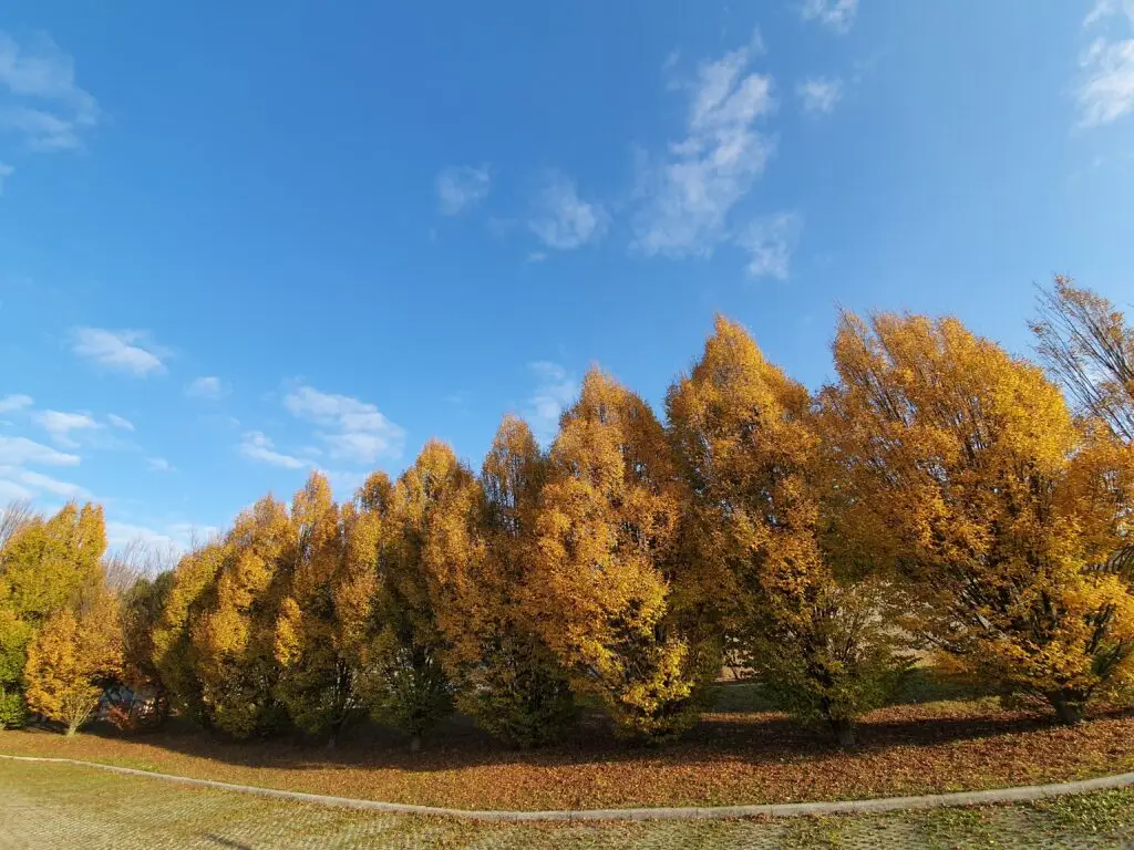 Okrasni brest (Ulmus 'Columella')