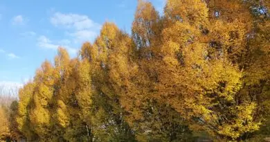 Okrasni brest (Ulmus 'Columella')