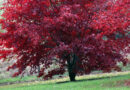 Pahljačasti javor (Acer palmatum) 'Atropurpureum', rdečelistni