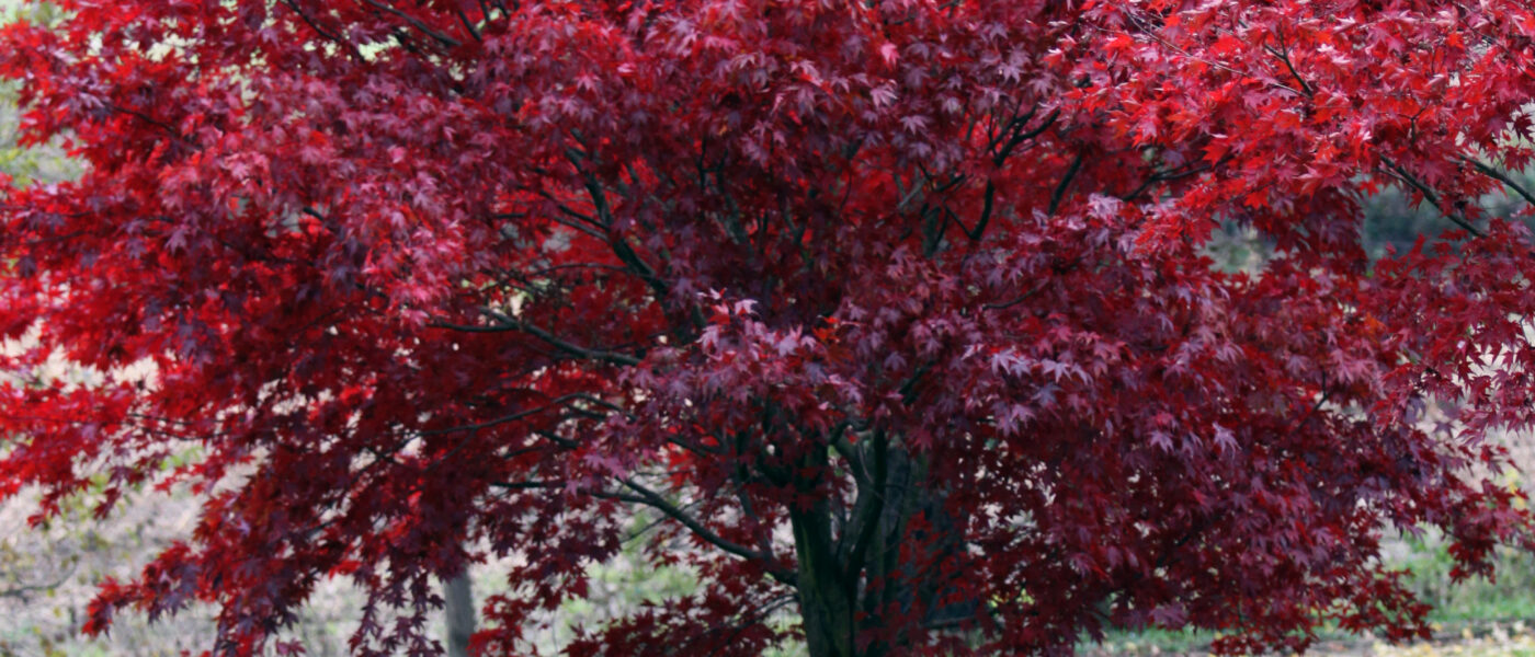 Pahljačasti javor (Acer palmatum) 'Atropurpureum', rdečelistni
