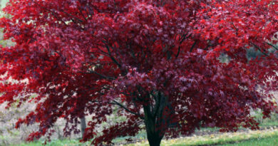 Pahljačasti javor (Acer palmatum) 'Atropurpureum', rdečelistni