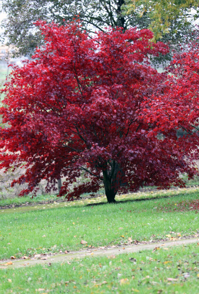 Pahljačasti javor (Acer palmatum) 'Atropurpureum', rdečelistni