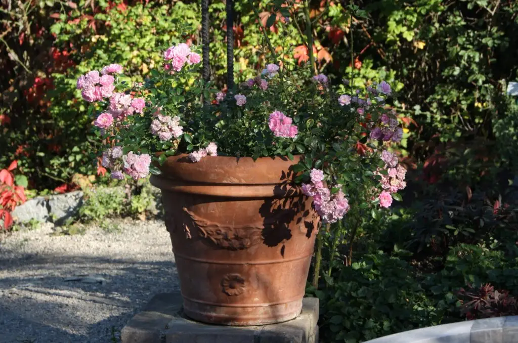Pelargonije (Pelargonium zonale) v velikem tracota okrasnem loncu