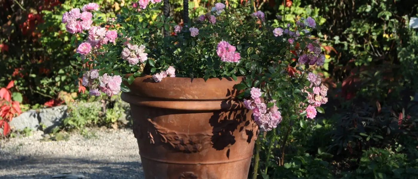 Pelargonije (Pelargonium zonale) v velikem tracota okrasnem loncu