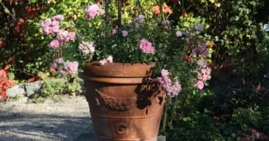 Pelargonije (Pelargonium zonale) v velikem tracota okrasnem loncu