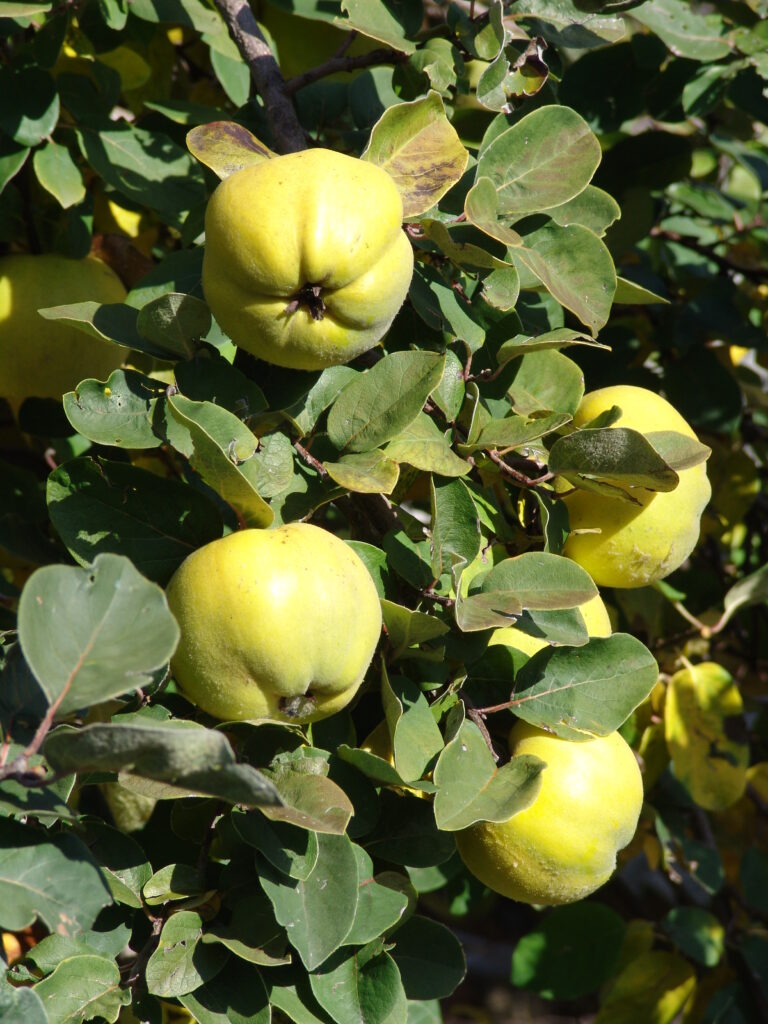 Plodovi Cydonia oblonga – Velikoplodna kutina