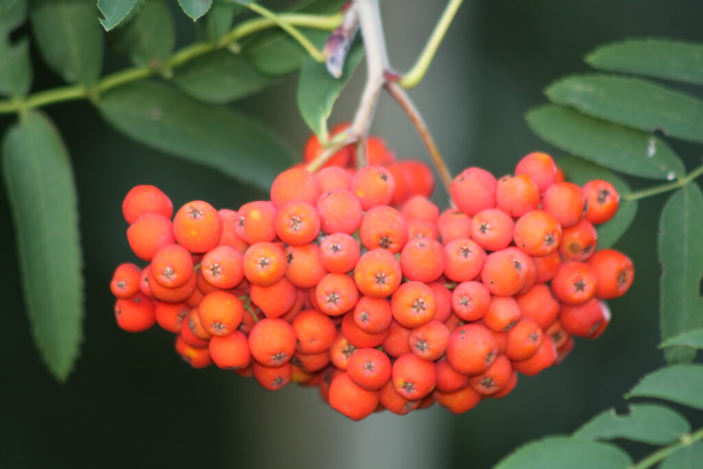 Plodovi Jerebike (Sorbus aucuparia)