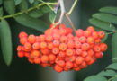 Plodovi Jerebike (Sorbus aucuparia)