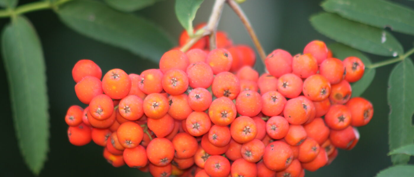 Plodovi Jerebike (Sorbus aucuparia)
