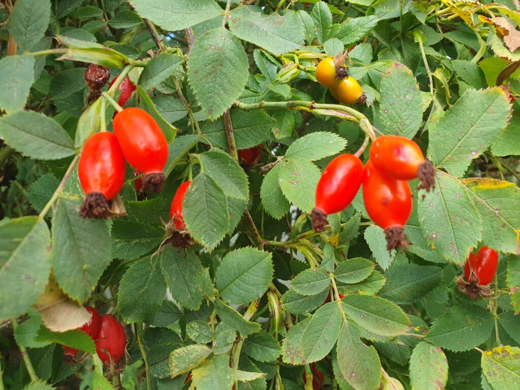 Plodovi šipka so najbolj aromatični in bogati z vitaminom C, ko je plod čvrst in živo rdeč