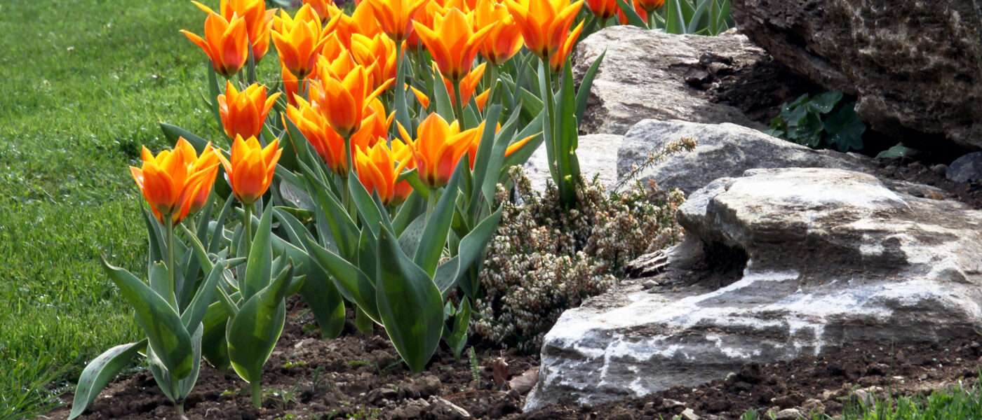 Pomladni nasad tulipanov s cvetovi v ognjeno oranžni barvi na skalnjaku
