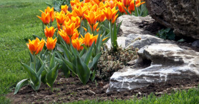 Pomladni nasad tulipanov s cvetovi v ognjeno oranžni barvi na skalnjaku
