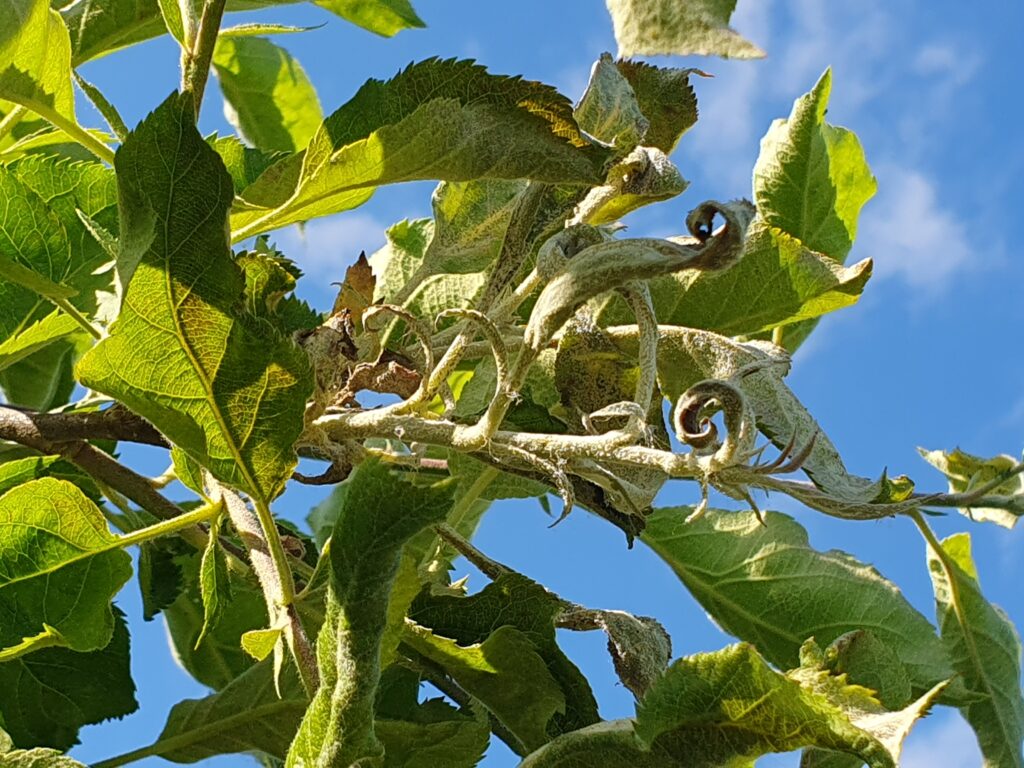 Pri poletni rezi ali celo nekaj prej izrezujemo tudi vse okužene poganjke s pepelasto plesnijo, vse do zdravega dela.
