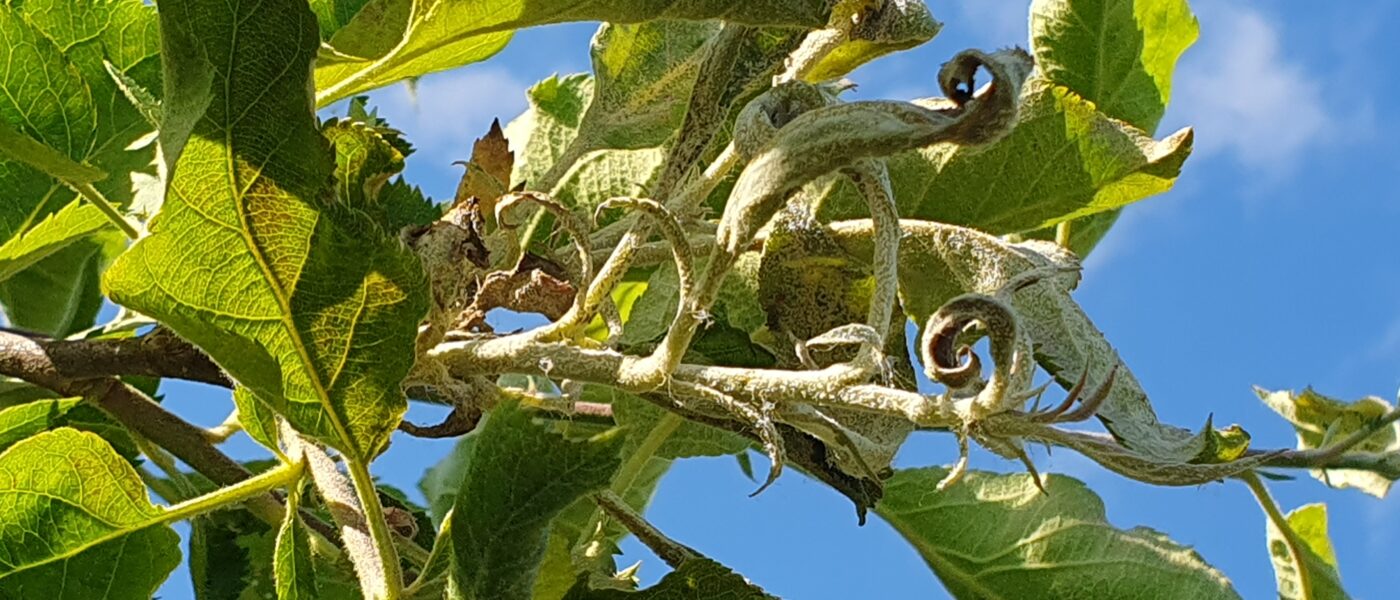 Pri poletni rezi ali celo nekaj prej izrezujemo tudi vse okužene poganjke s pepelasto plesnijo, vse do zdravega dela.