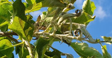Pri poletni rezi ali celo nekaj prej izrezujemo tudi vse okužene poganjke s pepelasto plesnijo, vse do zdravega dela.