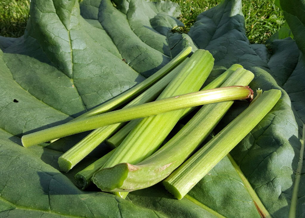 Pri rabarbari uporabljamo le peclje