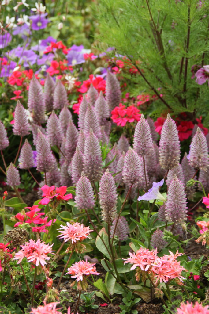 Ptilotus je prava atrakcija v cvetličnih gredicah