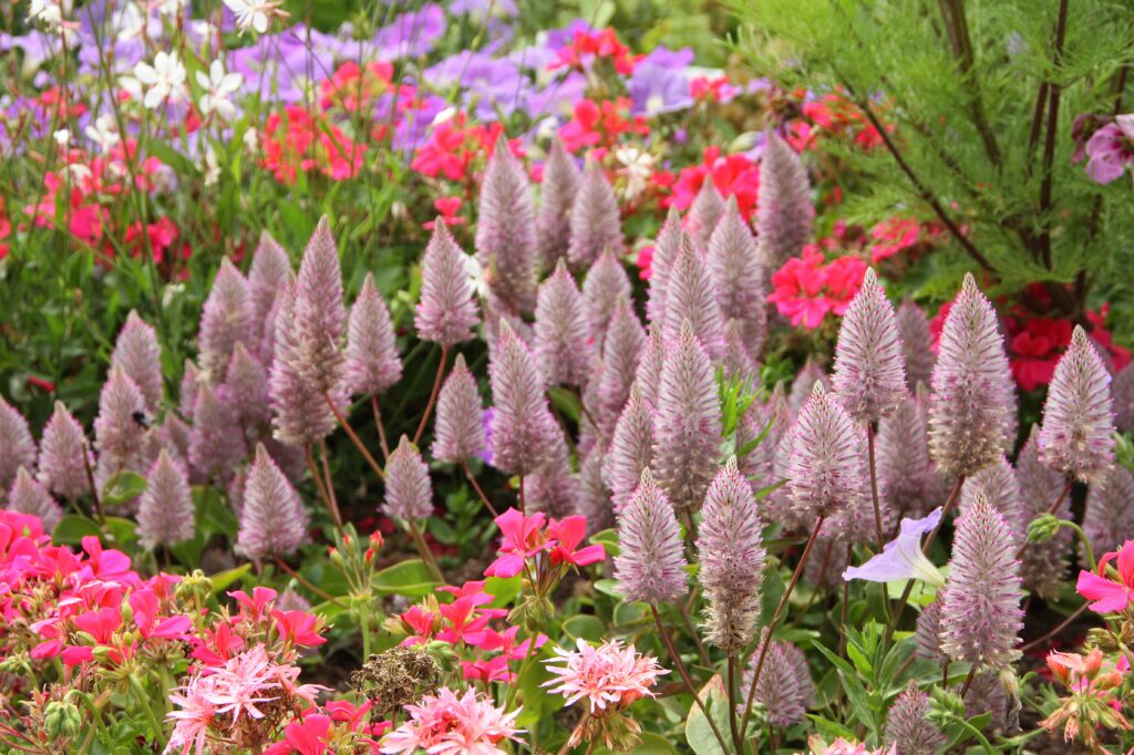 Ptilotus exaltatus na cvetoči gredi