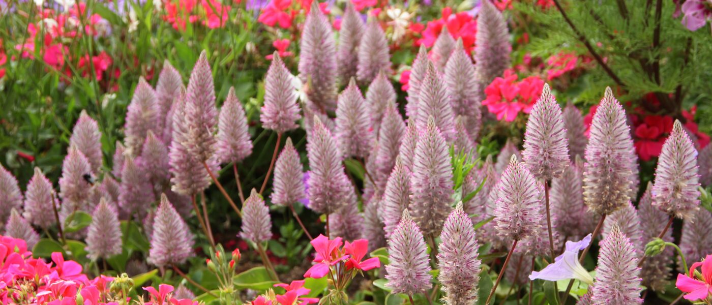 Ptilotus exaltatus na cvetoči gredi