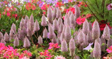 Ptilotus exaltatus na cvetoči gredi