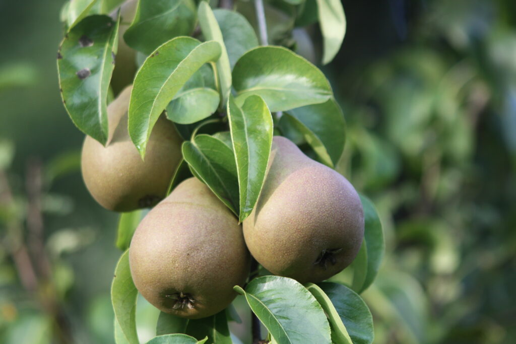 (Pyrus communis ‘Beurré Hardy’)