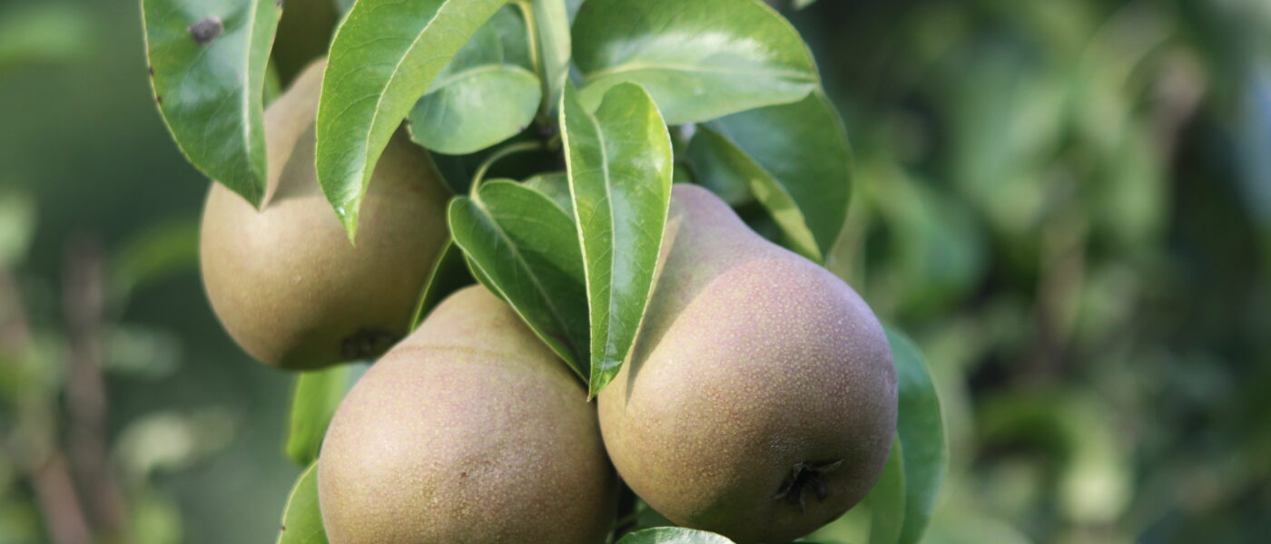 (Pyrus communis ‘Beurré Hardy’)