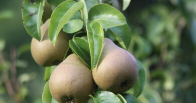 (Pyrus communis ‘Beurré Hardy’)