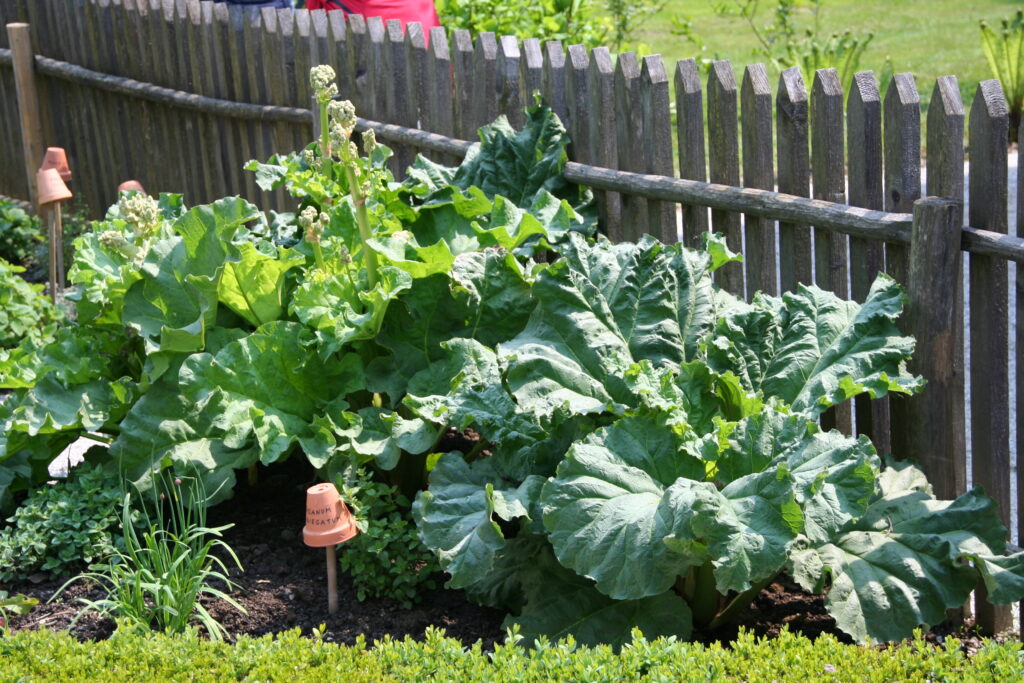 Rabarbara (Rheum rhabarbarum)