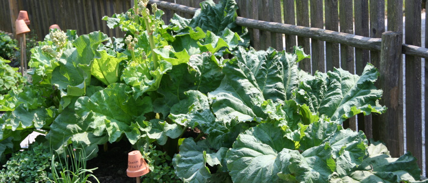 Rabarbara (Rheum rhabarbarum)