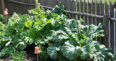 Rabarbara (Rheum rhabarbarum)