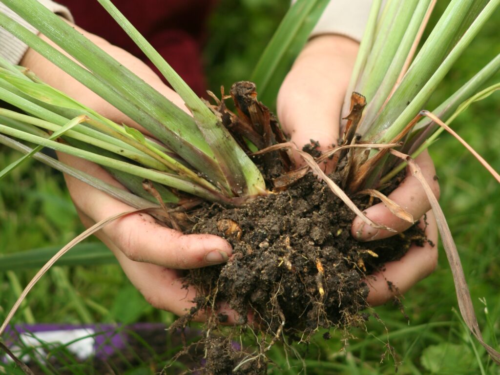 Razmnoževanje trajnic z delitvijo