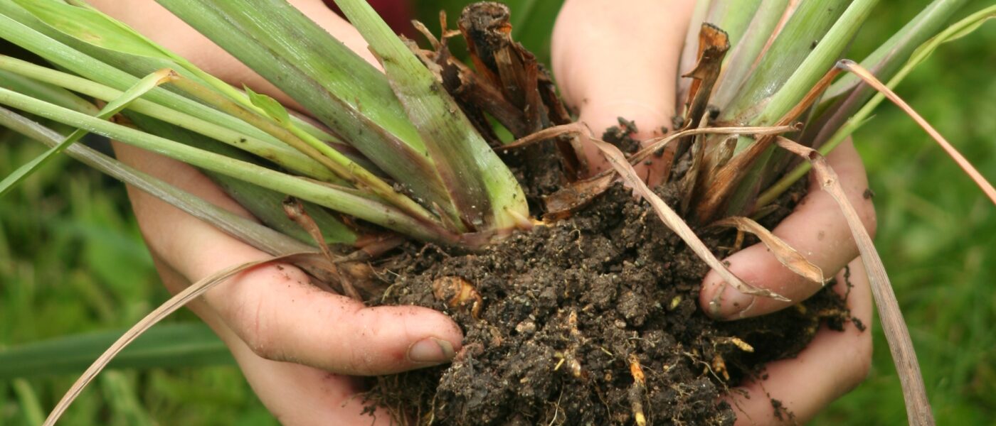 Razmnoževanje trajnic z delitvijo