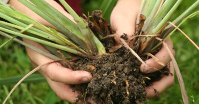 Razmnoževanje trajnic z delitvijo