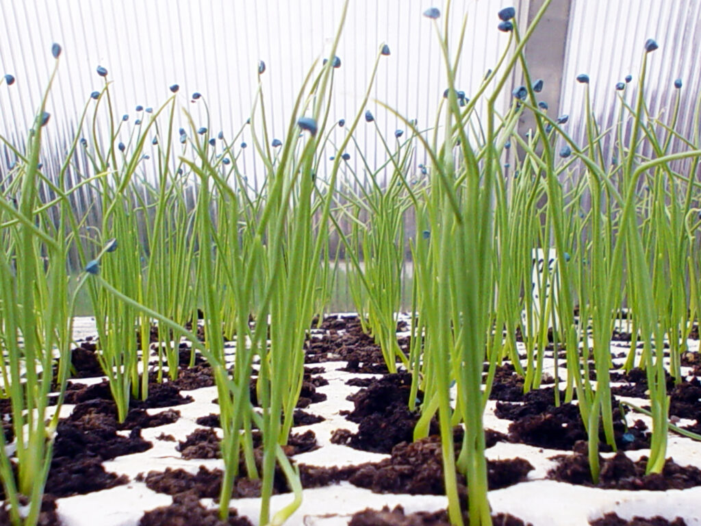 Sadike čebule so pripravljene za presajanje, ko dosežejo 15 cm višine in 3–4 liste