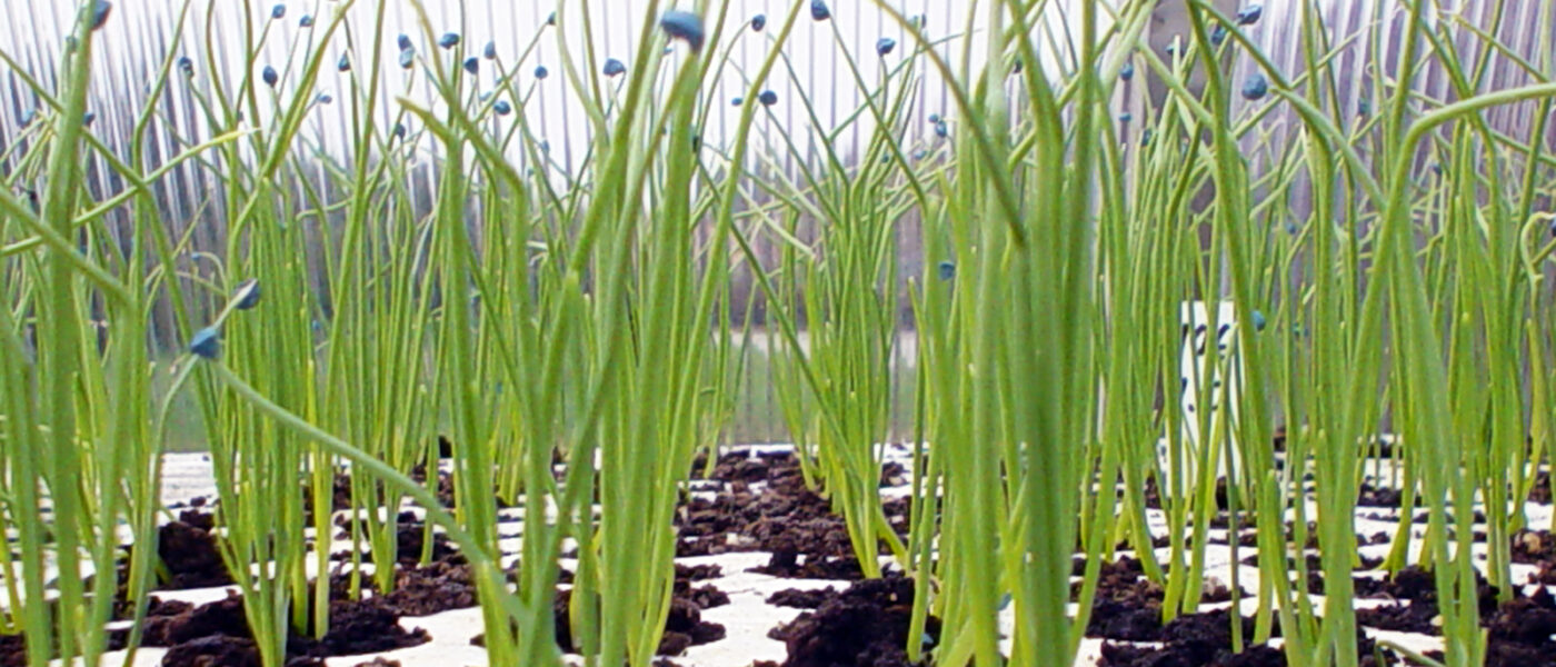 Sadike čebule so pripravljene za presajanje, ko dosežejo 15 cm višine in 3–4 liste