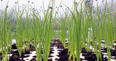 Sadike čebule so pripravljene za presajanje, ko dosežejo 15 cm višine in 3–4 liste