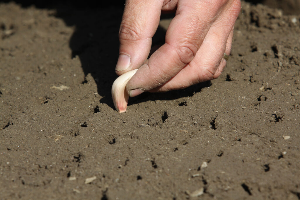 Jesensko sajenje strokov česna