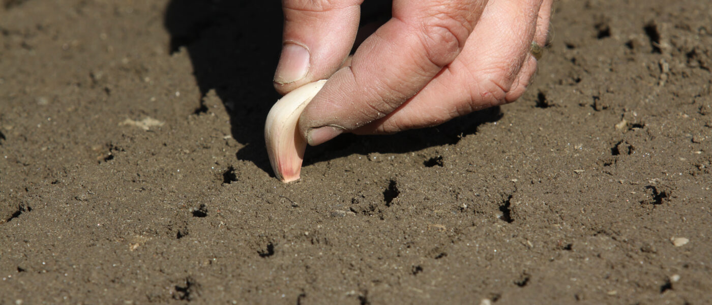 Jesensko sajenje strokov česna